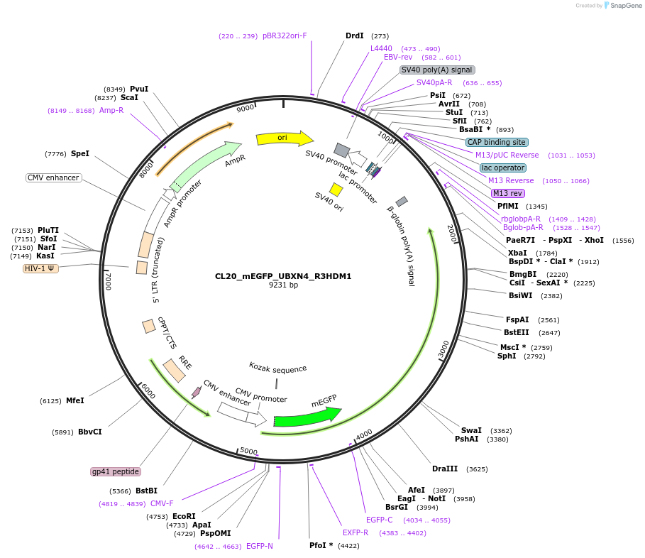 205950-plasmid-map-sequence-id-408175