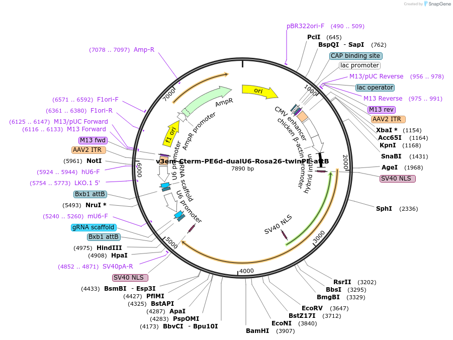 207860-plasmid-map-sequence-id-408177