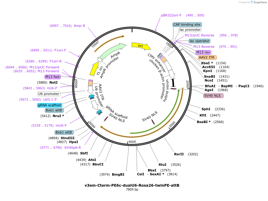 207861-plasmid-map-sequence-id-408179