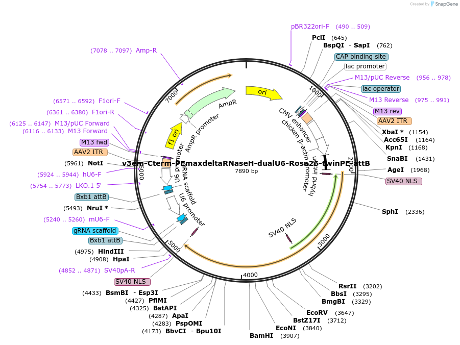 207859-plasmid-map-sequence-id-408180