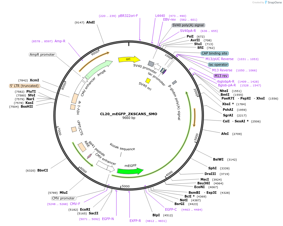 205960-plasmid-map-sequence-id-408183