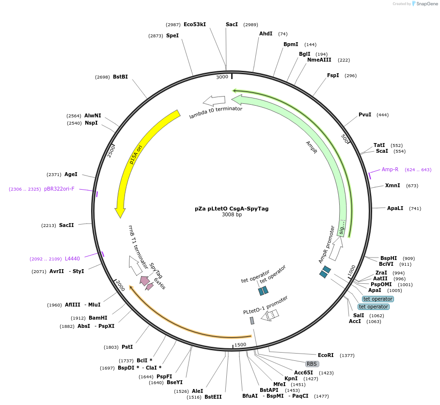 204503-plasmid-map-sequence-id-408251