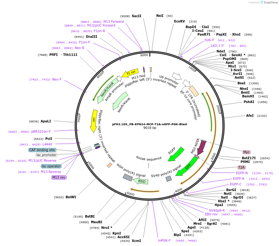205550-plasmid-map-sequence-id-408280