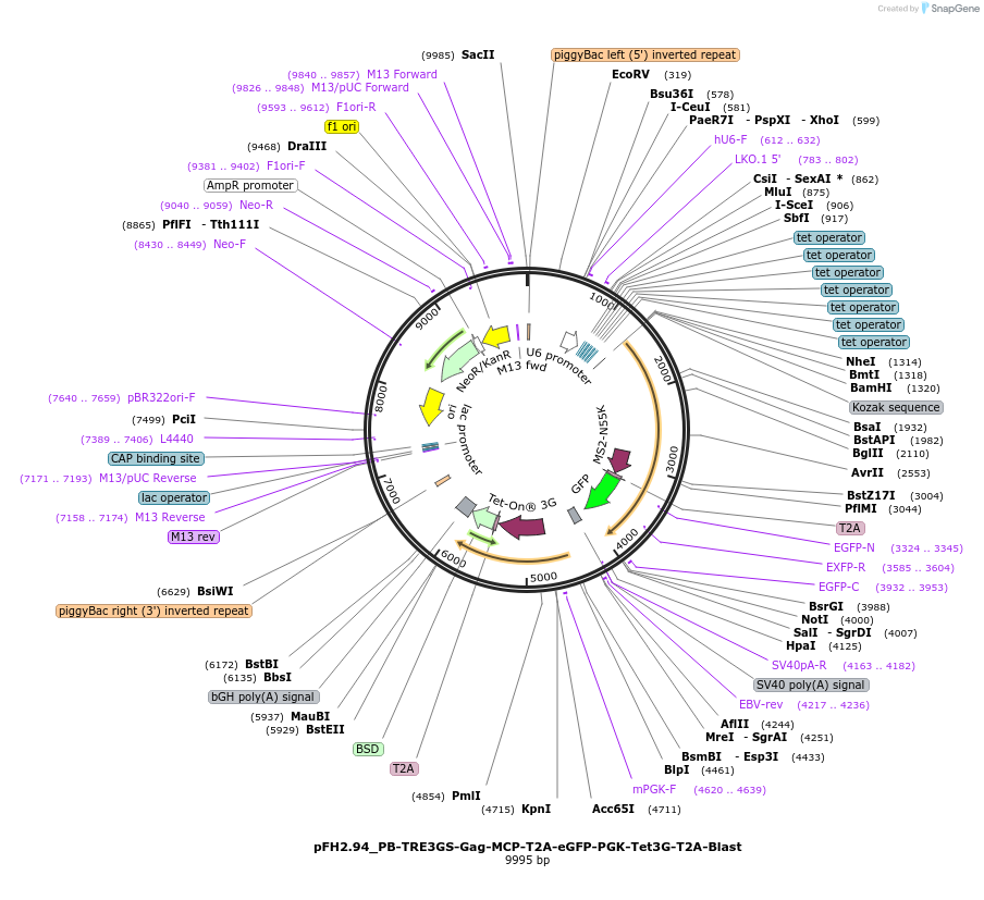 205540-plasmid-map-sequence-id-408285