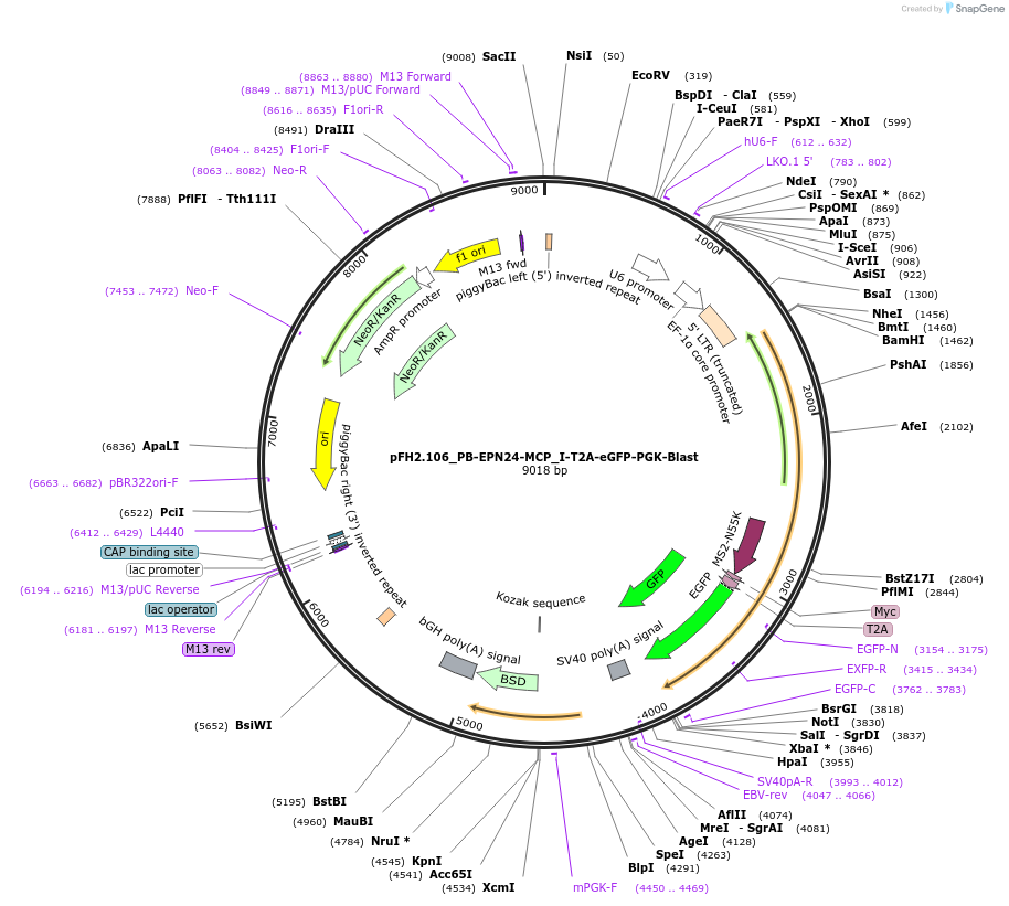 205551-plasmid-map-sequence-id-408286