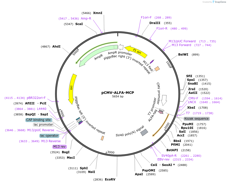 207628-plasmid-map-sequence-id-408322