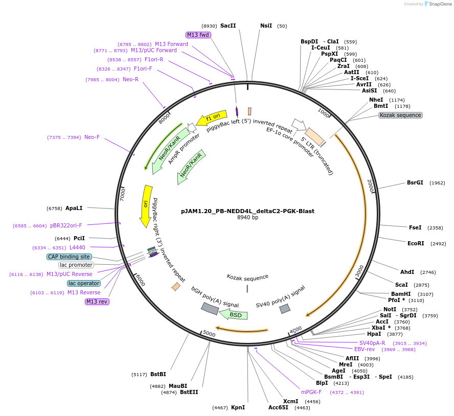 205565-plasmid-map-sequence-id-408401