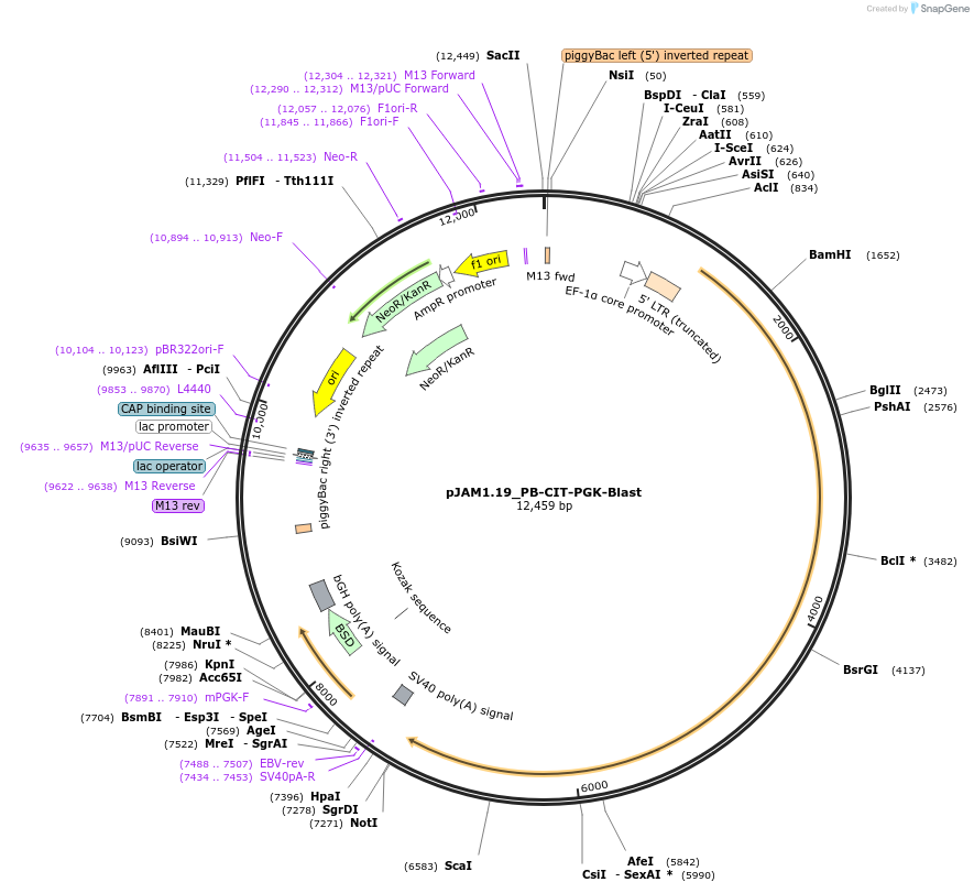 205564-plasmid-map-sequence-id-408405