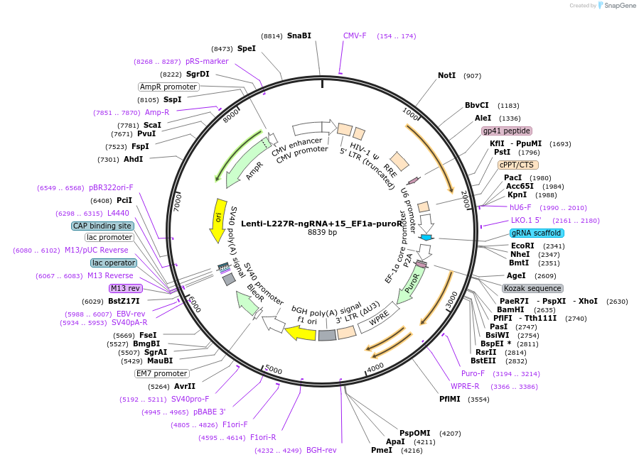 207360-plasmid-map-sequence-id-408407