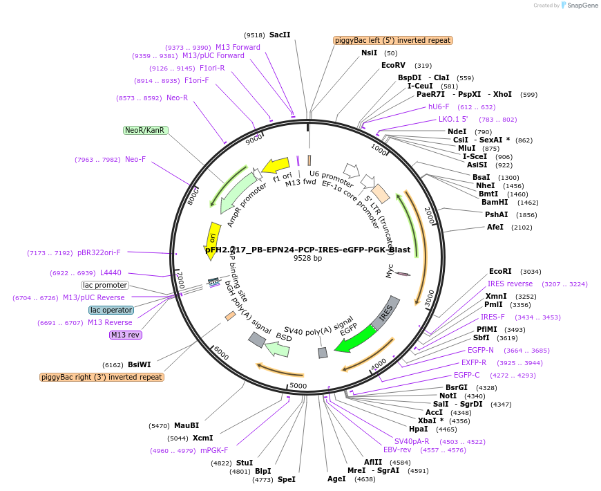 205557-plasmid-map-sequence-id-408421