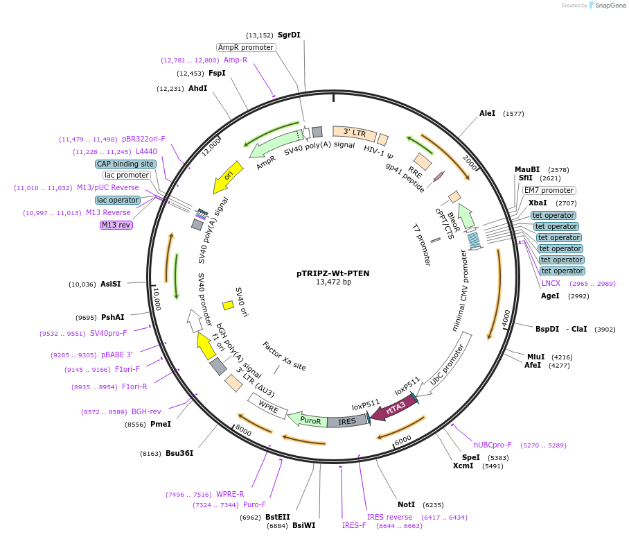 206982-plasmid-map-sequence-id-408427
