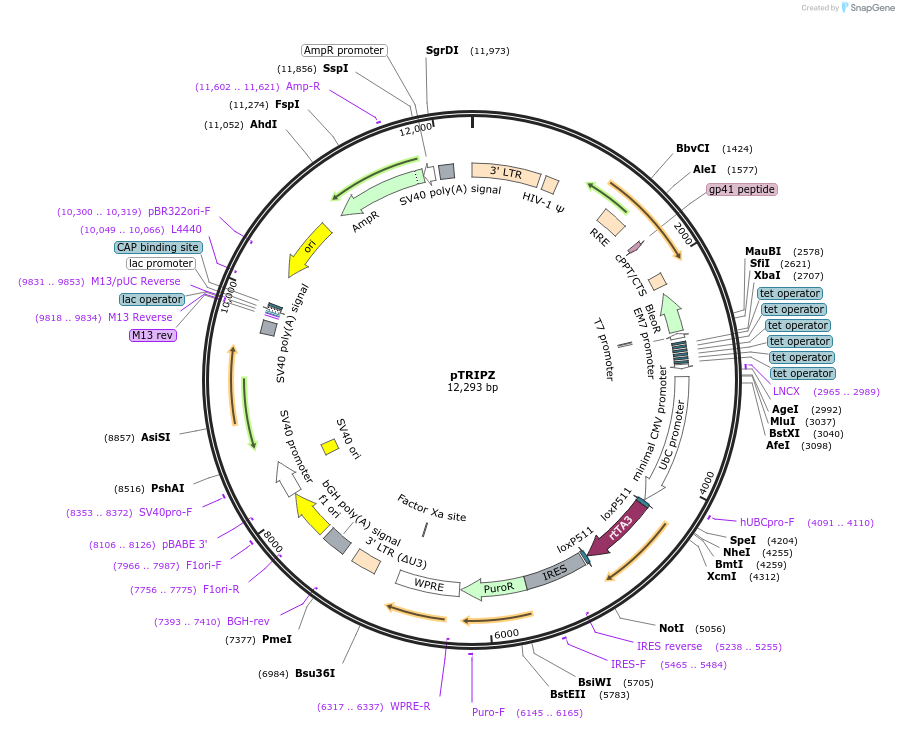 206981-plasmid-map-sequence-id-408429