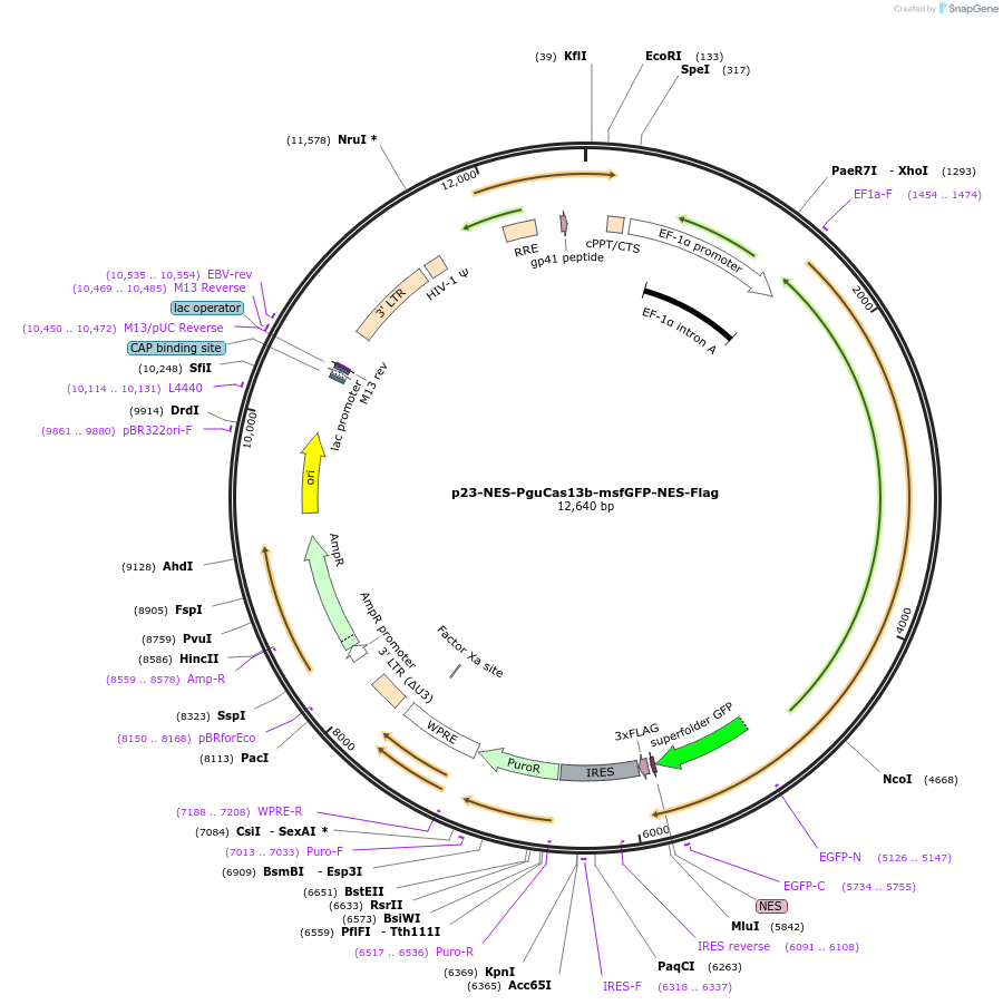 165072-plasmid-map-sequence-id-408441