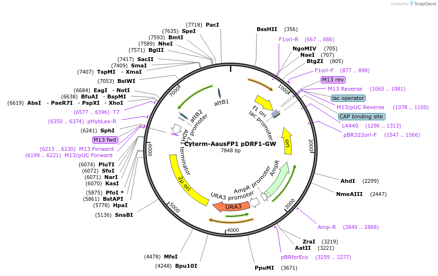 168062-plasmid-map-sequence-id-408442