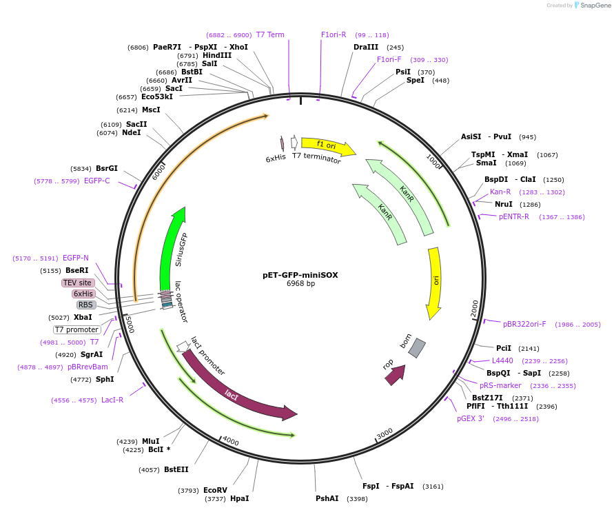 206381-plasmid-map-sequence-id-408445