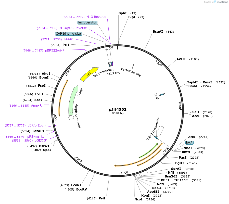 200780-plasmid-map-sequence-id-408460