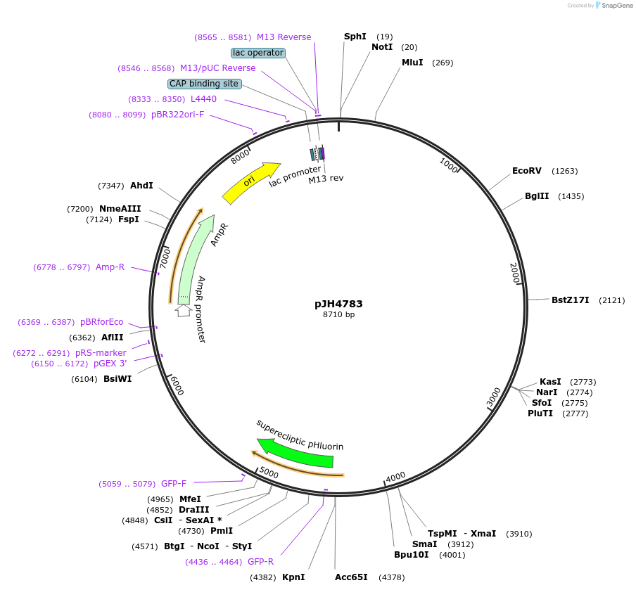 200785-plasmid-map-sequence-id-408464