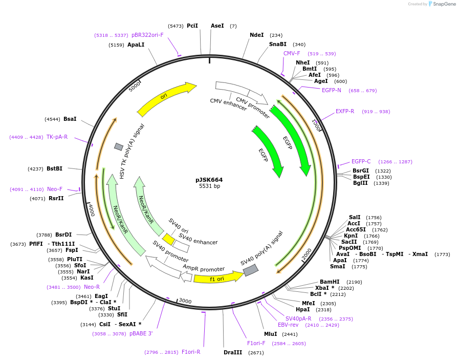 205130-plasmid-map-sequence-id-408467