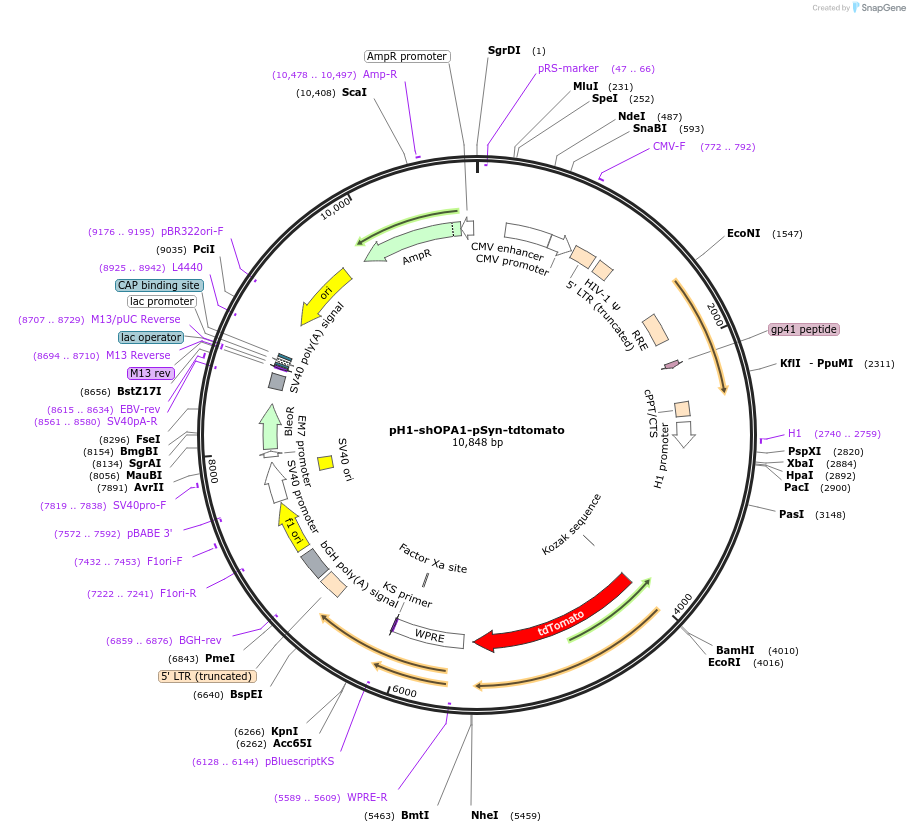 206316-plasmid-map-sequence-id-408496