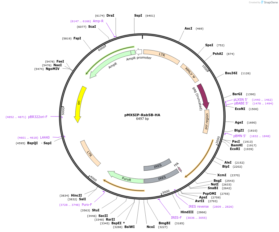 204709-plasmid-map-sequence-id-408499