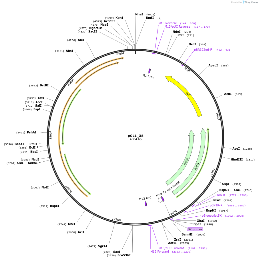 199045-plasmid-map-sequence-id-408500