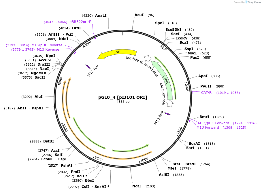 198921-plasmid-map-sequence-id-408502