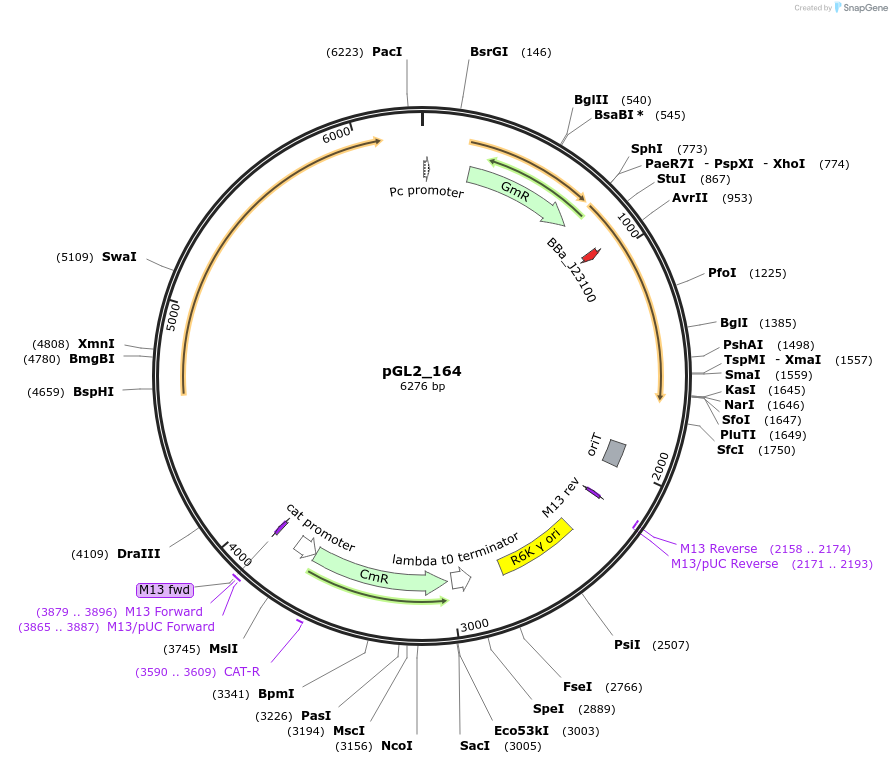 199096-plasmid-map-sequence-id-408503