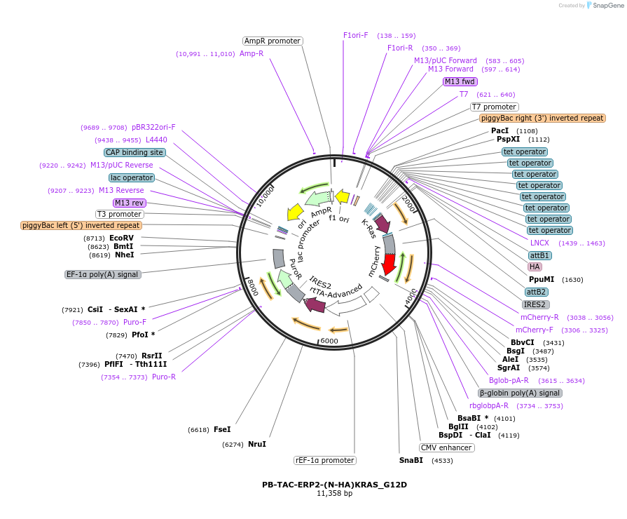 201254-plasmid-map-sequence-id-408509