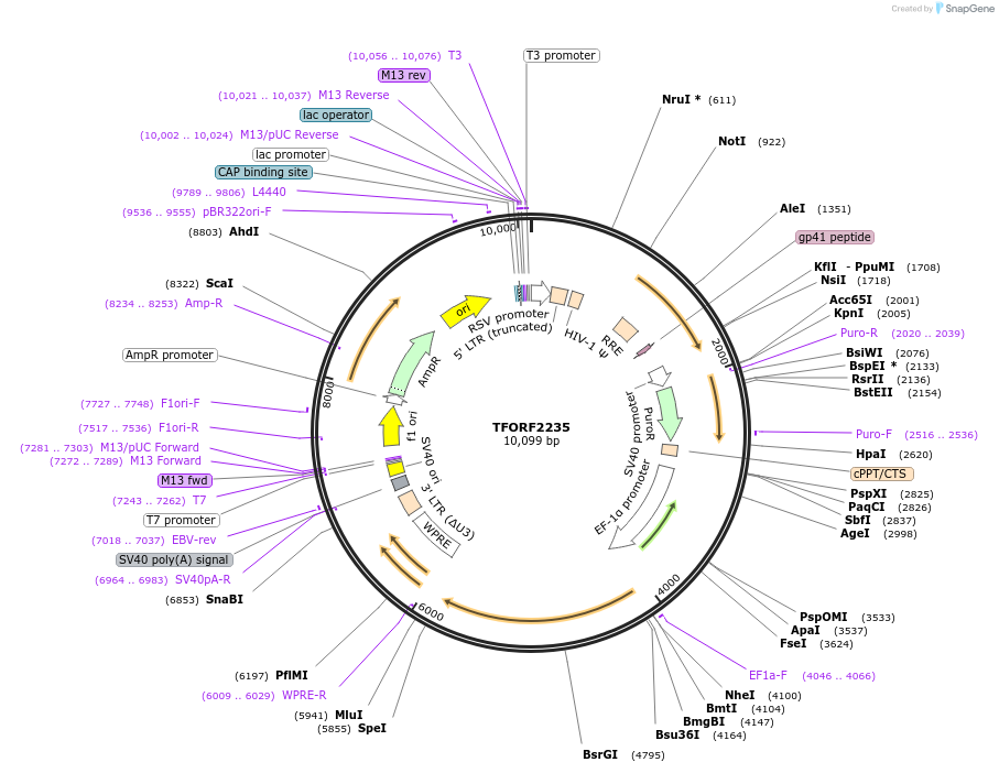 143181-plasmid-map-sequence-id-408511