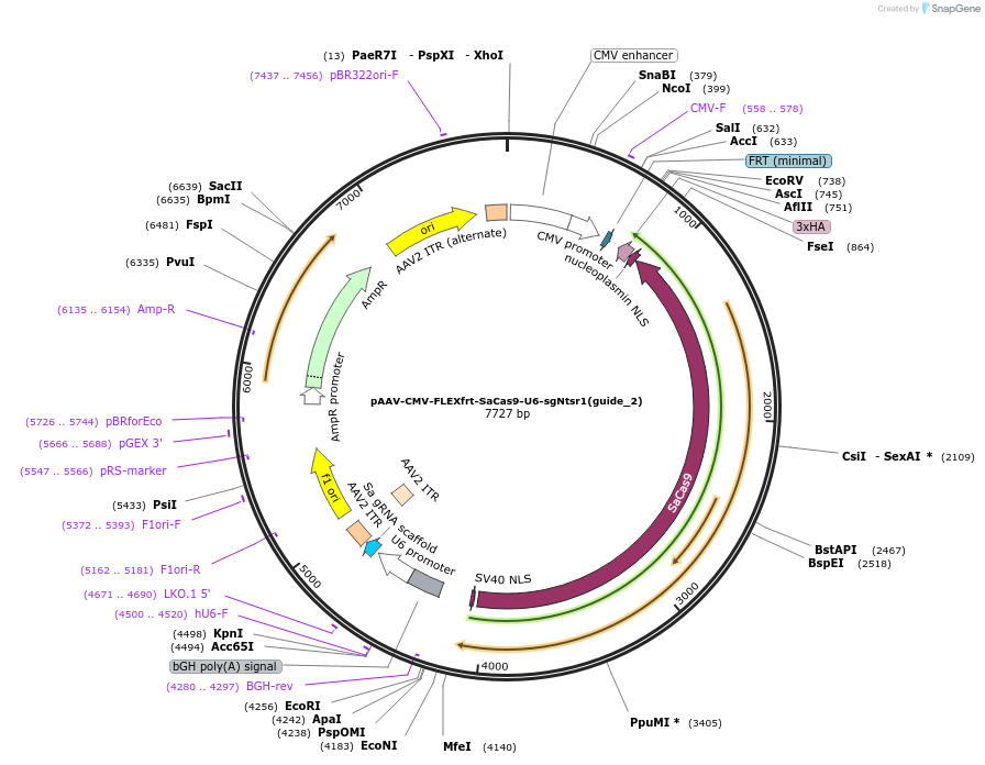 205417-plasmid-map-sequence-id-408513