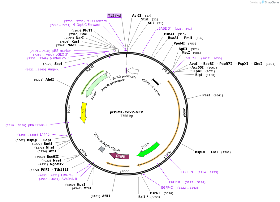 203711-plasmid-map-sequence-id-408524