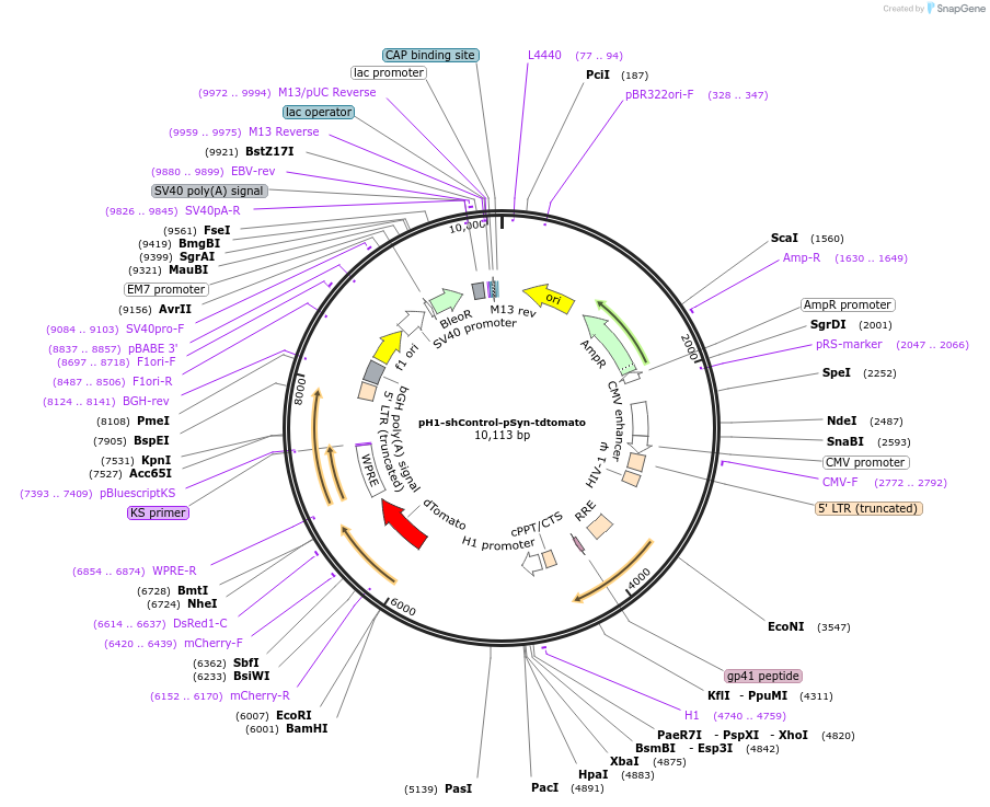 206319-plasmid-map-sequence-id-408525