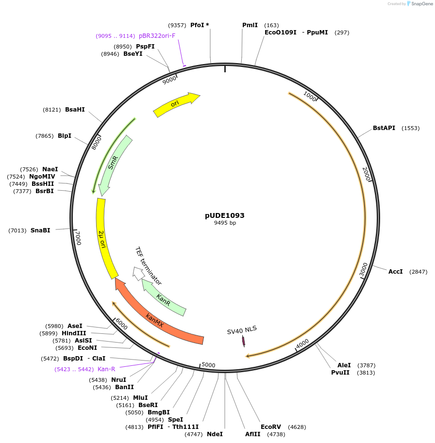 204227-plasmid-map-sequence-id-408526