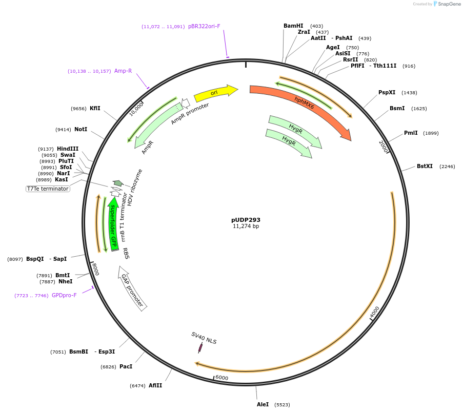204228-plasmid-map-sequence-id-408527