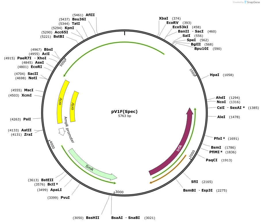 205086-plasmid-map-sequence-id-408541