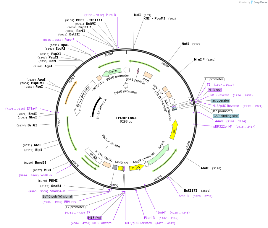 143318-plasmid-map-sequence-id-408542