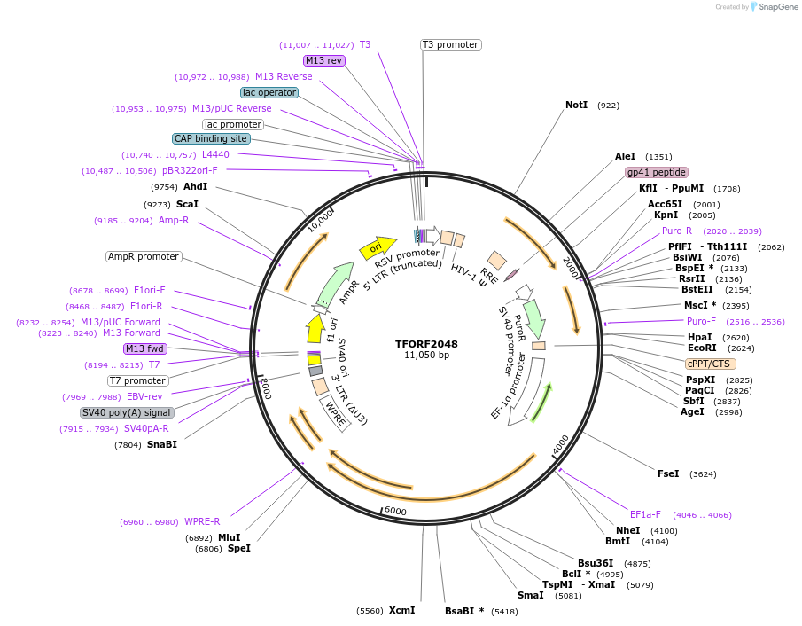 143332-plasmid-map-sequence-id-408544