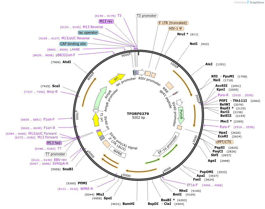 141597-plasmid-map-sequence-id-408548