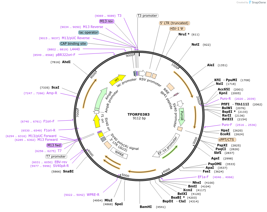 141598-plasmid-map-sequence-id-408549