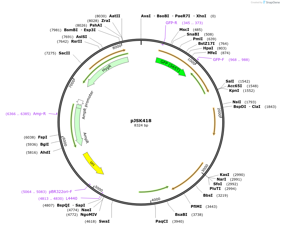 205131-plasmid-map-sequence-id-408554