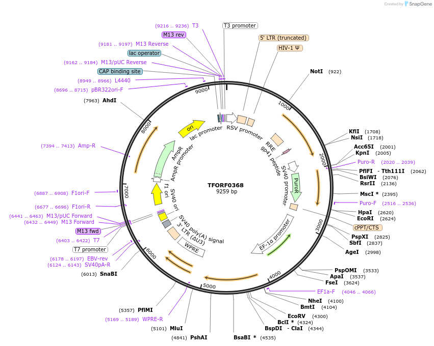 141591-plasmid-map-sequence-id-408556