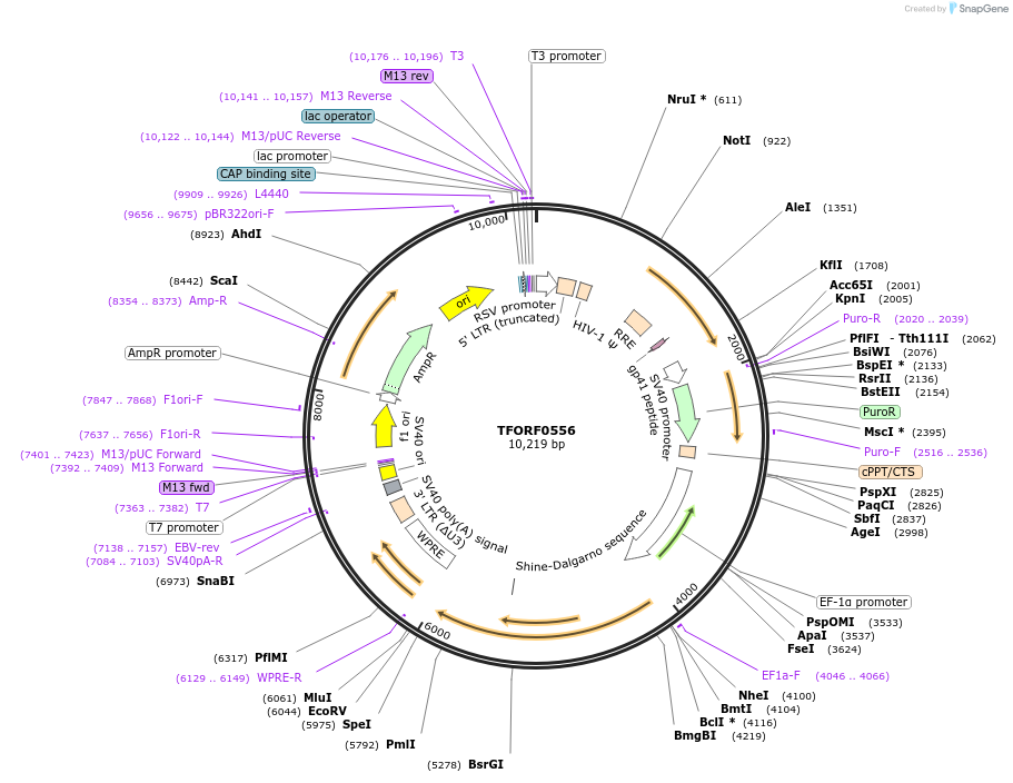 143884-plasmid-map-sequence-id-408602