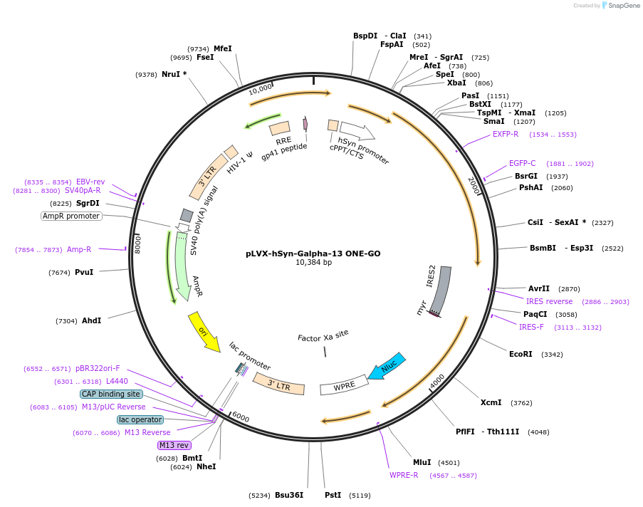 204337-plasmid-map-sequence-id-408624