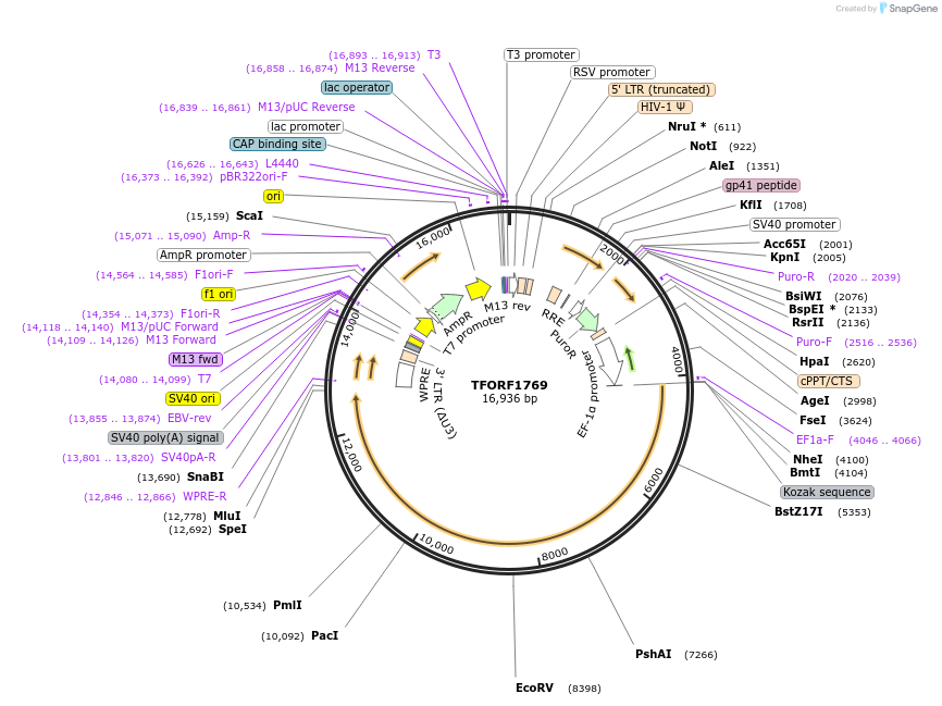 144192-plasmid-map-sequence-id-408635