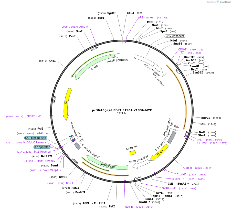 204556-plasmid-map-sequence-id-408643