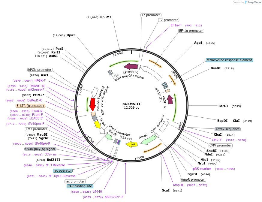 204765-plasmid-map-sequence-id-408664