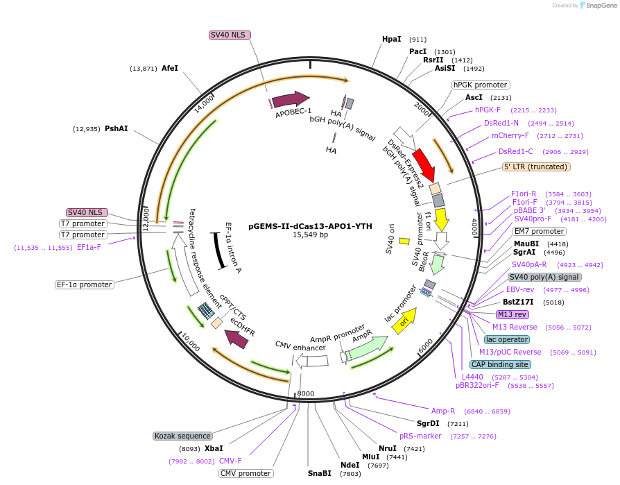 204767-plasmid-map-sequence-id-408667