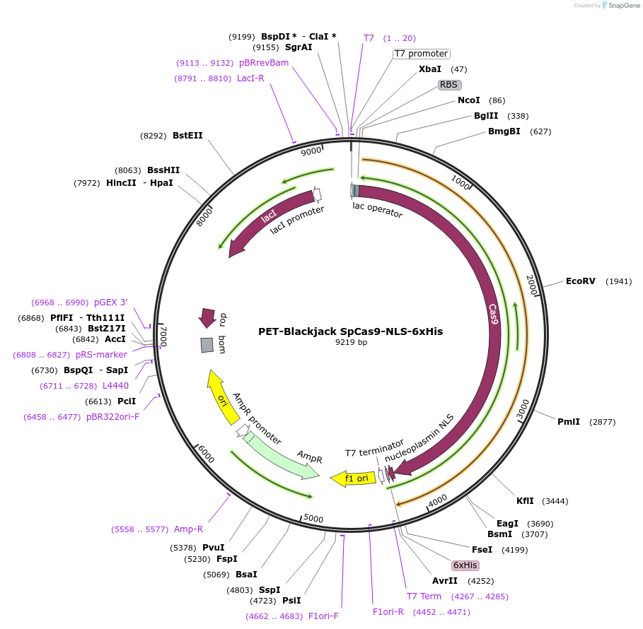 207375-plasmid-map-sequence-id-408671