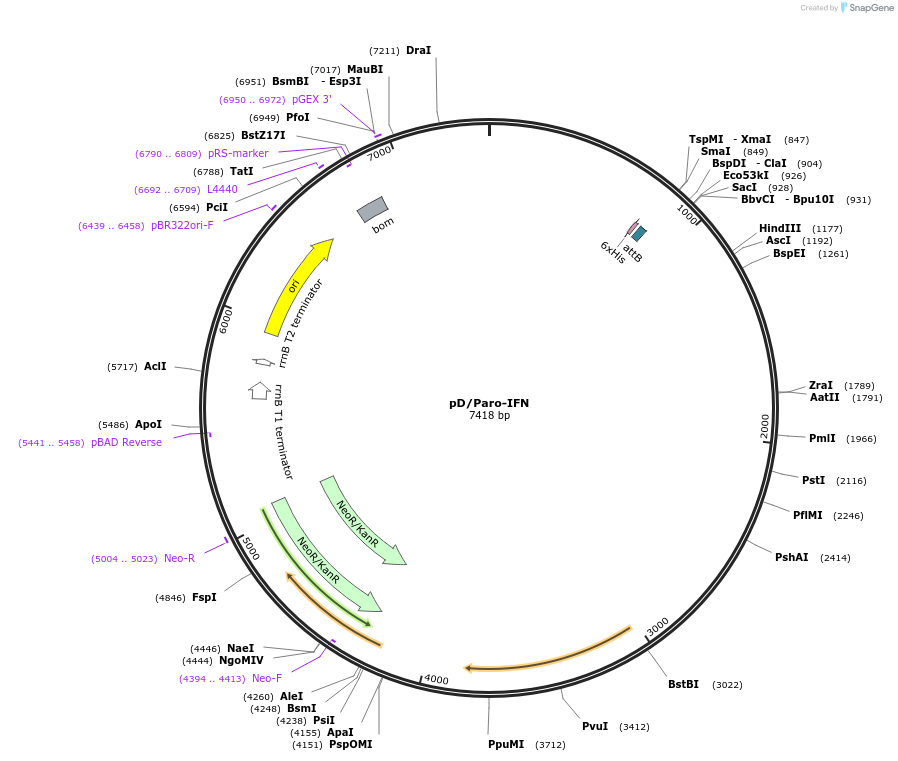 205439-plasmid-map-sequence-id-408672