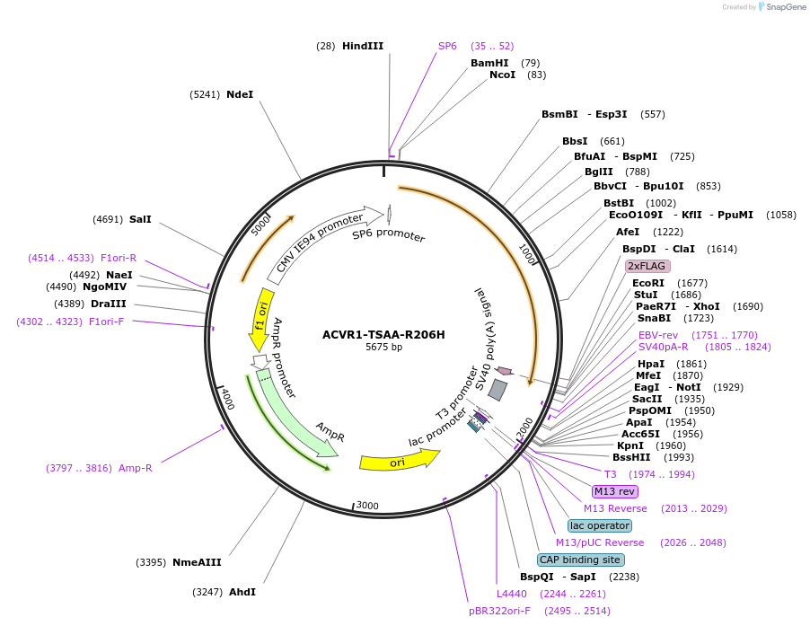 206183-plasmid-map-sequence-id-408690
